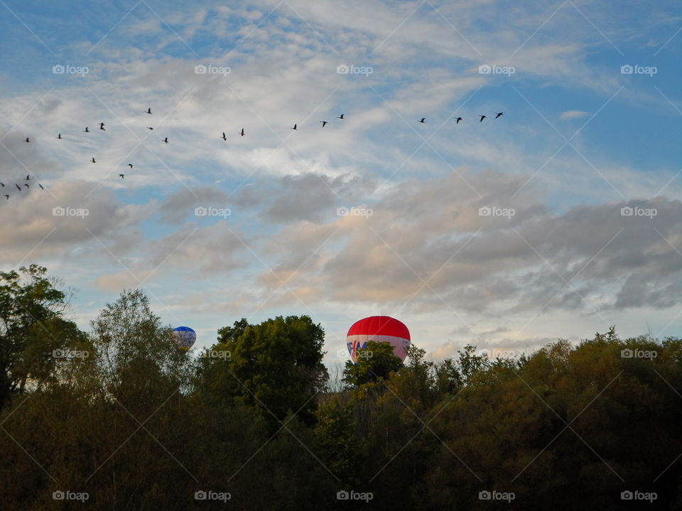 hot air balloons landing over woods