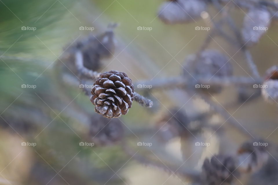 Pine tree with cones in summertime , one in focus