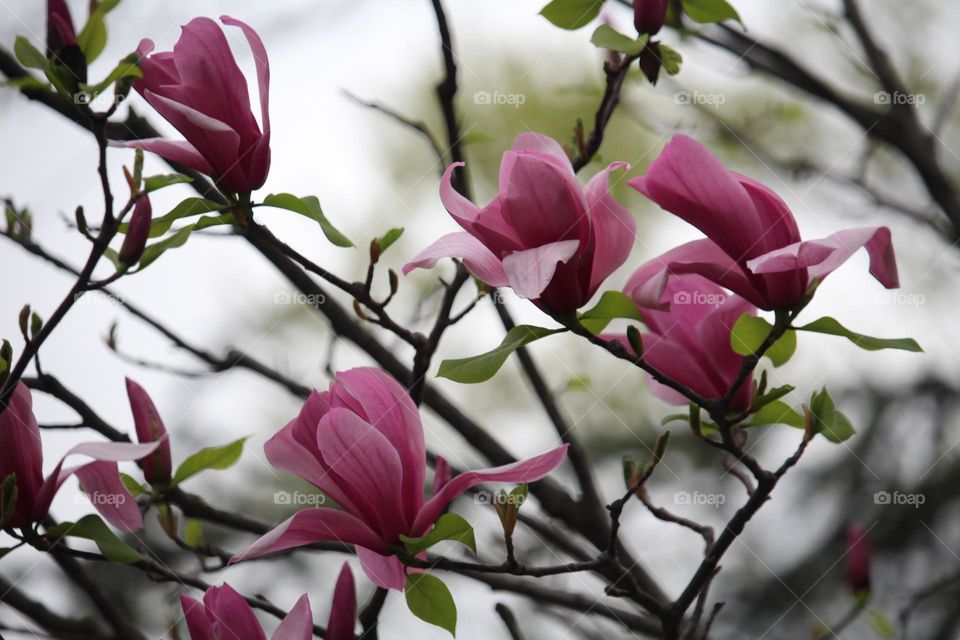 magnolia flowers