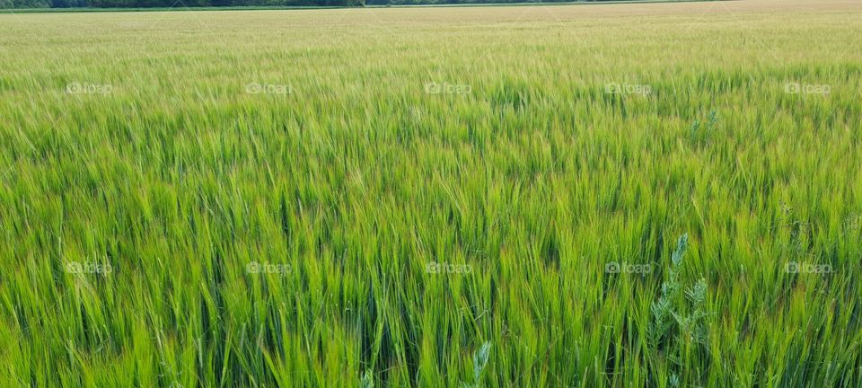 grain field