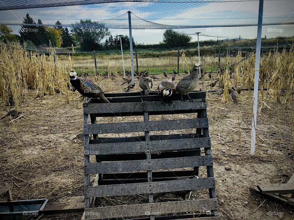Pheasant Farm