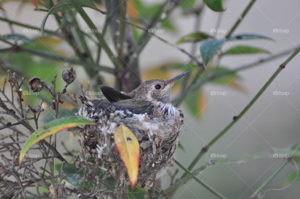 Baby hummingbird