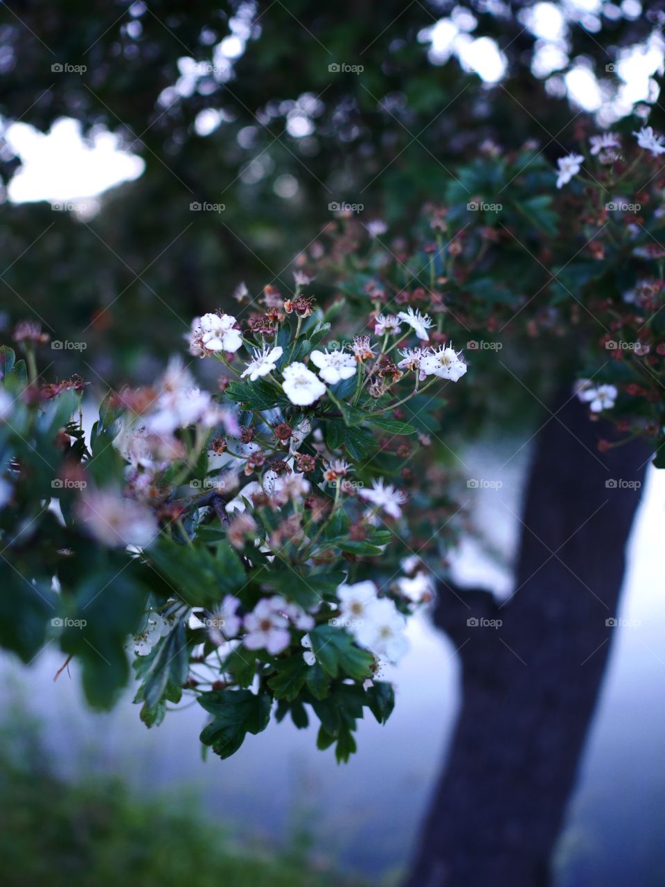 Summer . Branches