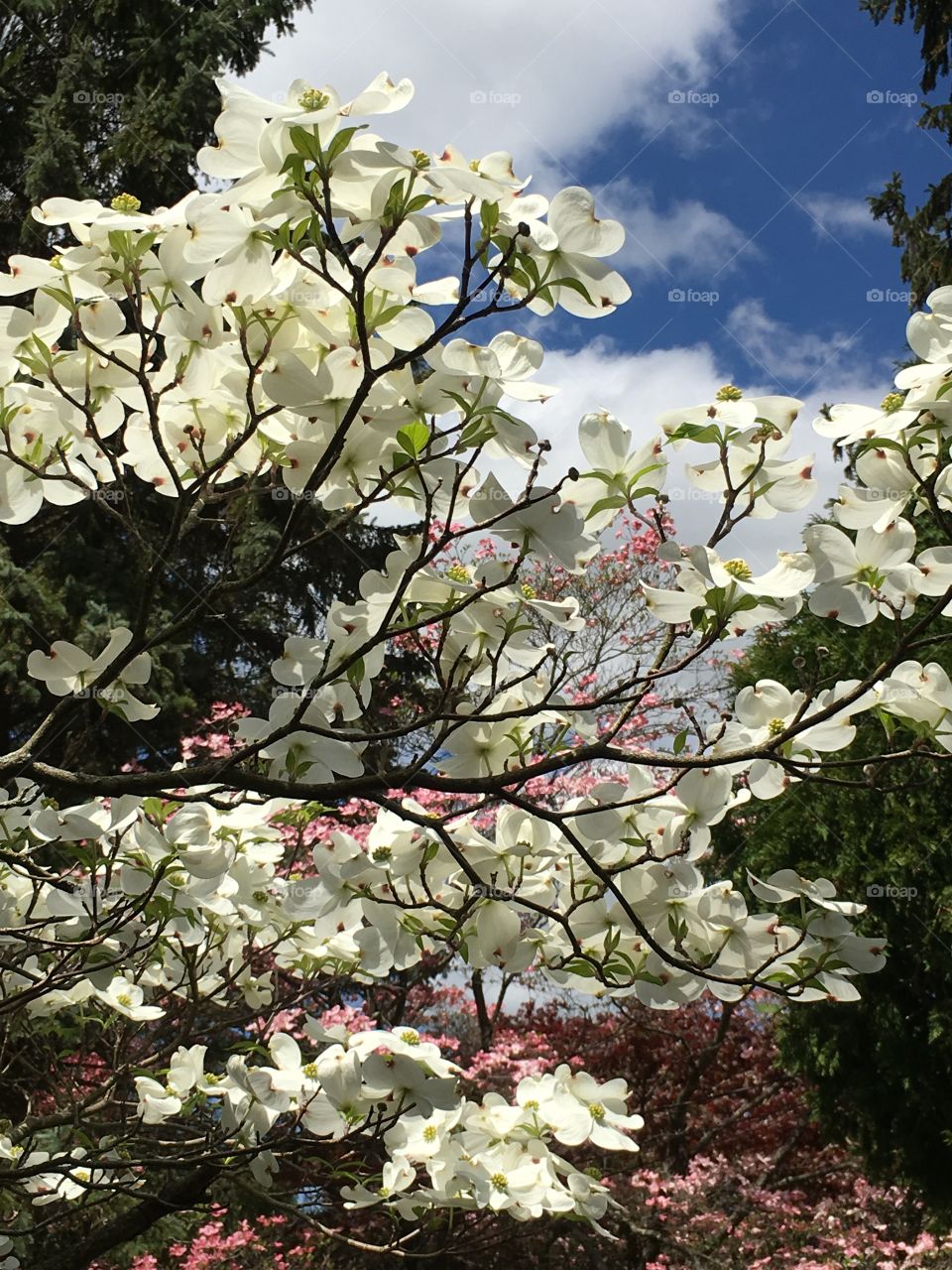 Dogwood White and Pink