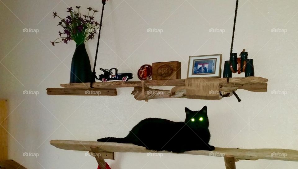 Repurposed driftwood has been Catified 😼