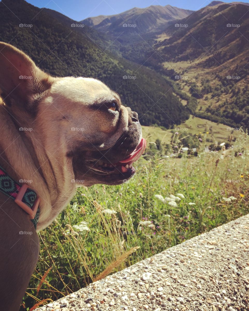 My french bulldog going for a walk in Pyrenees a bit hard 