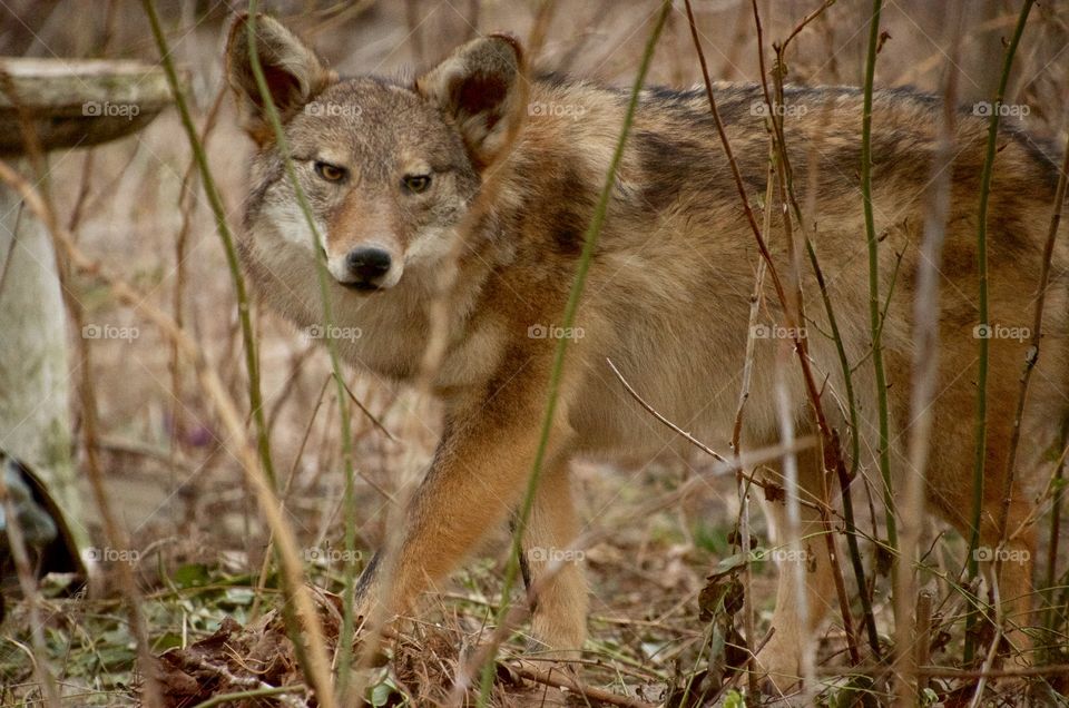A coyote on the prowl. Just meandering through one day oblivious to the click of a camera.