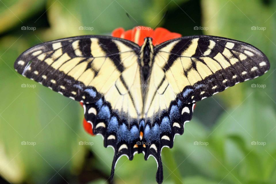 Swallowtail Butterfly Symmetry