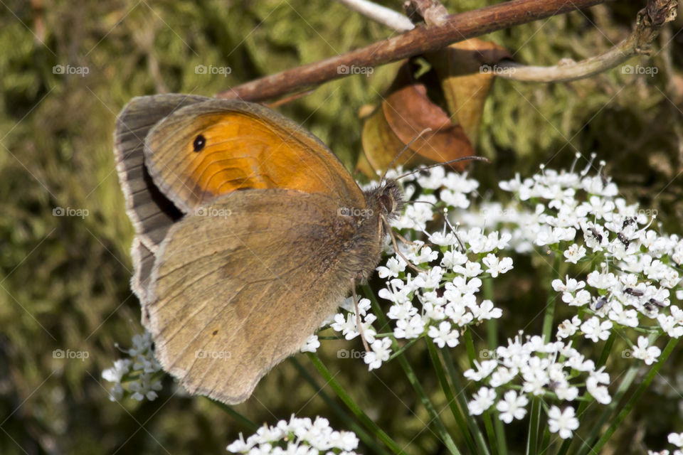 Butterfly on white flower 