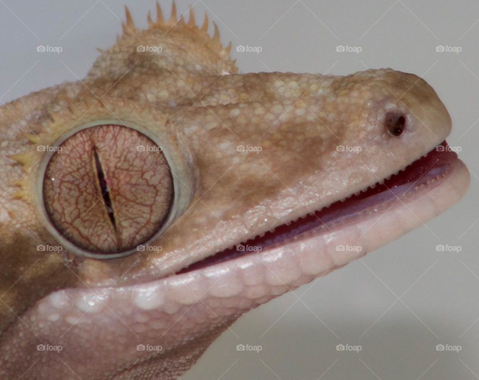 Happy Crested Gecko showing off his teeth