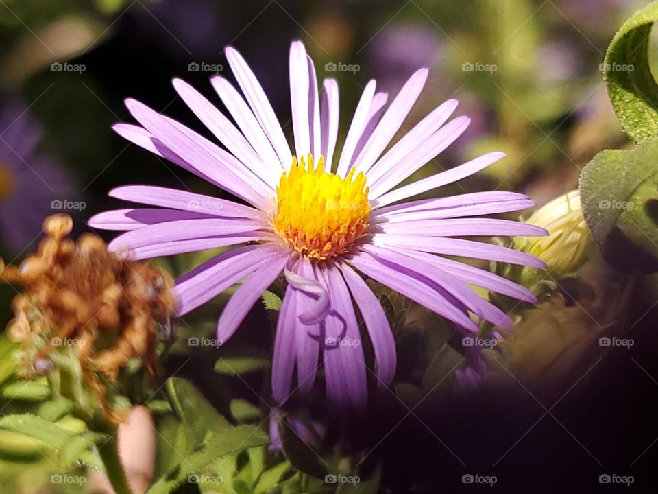 Closeup of Purple Aster.