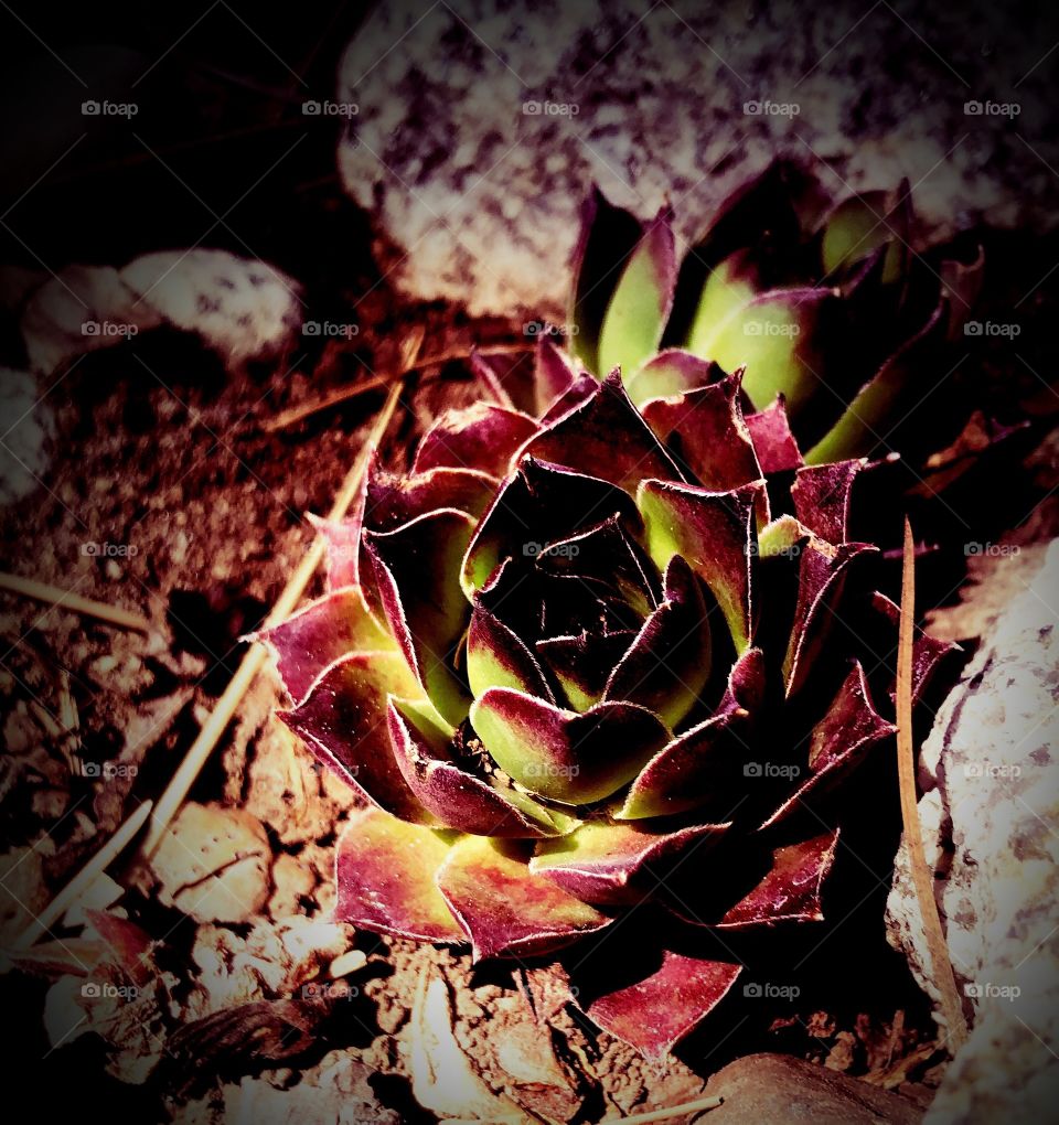 More hens and chicks