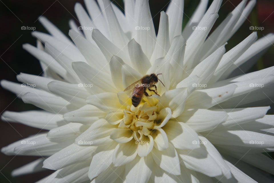 Bee and a flower