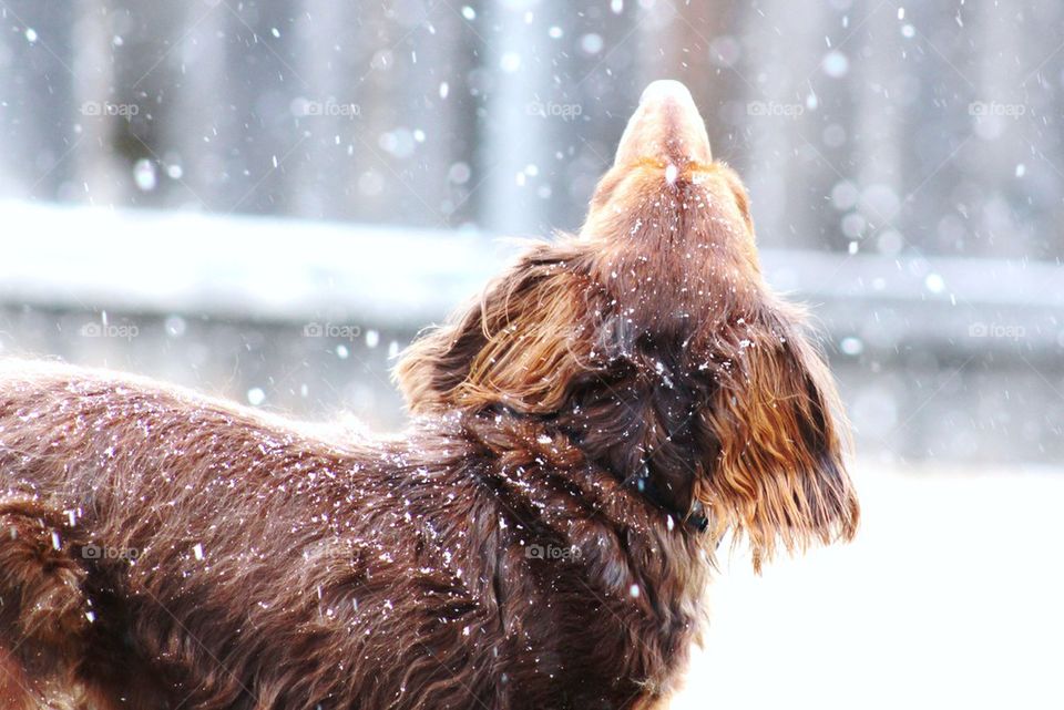 Dog looking up at snowfall