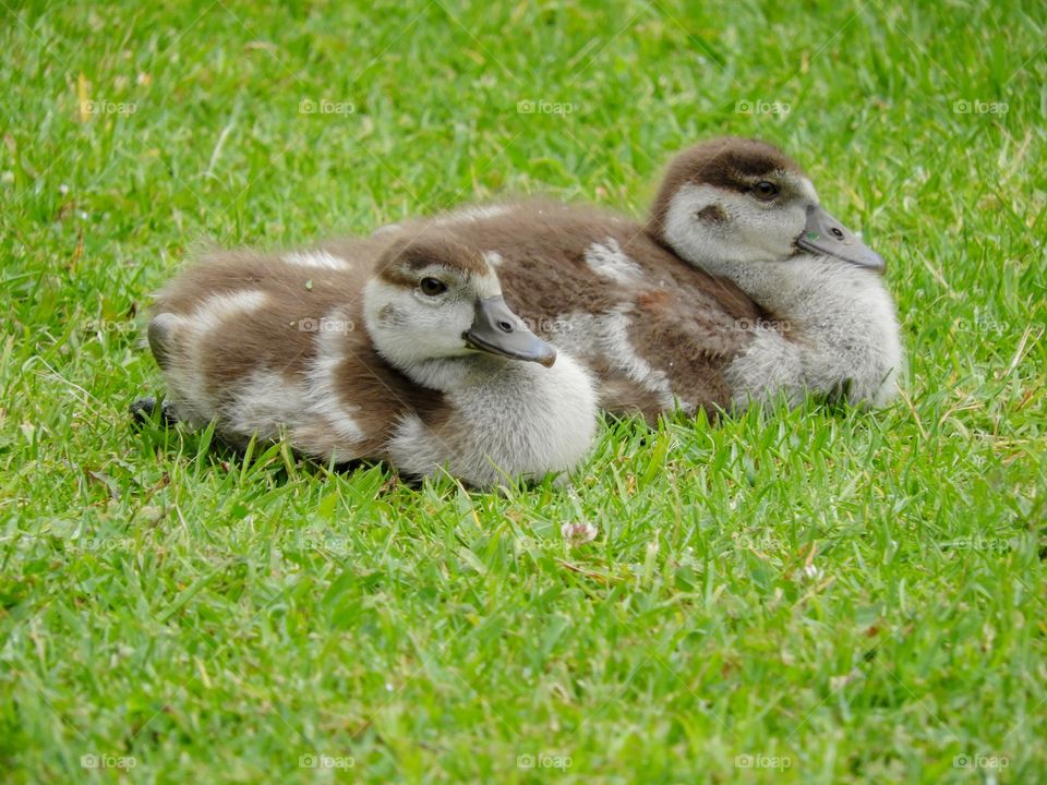 Cute baby Egyptian goslings resting contentedly on the grass in the Drakensberg Mountains in KwaZulu-Natal, South Africa