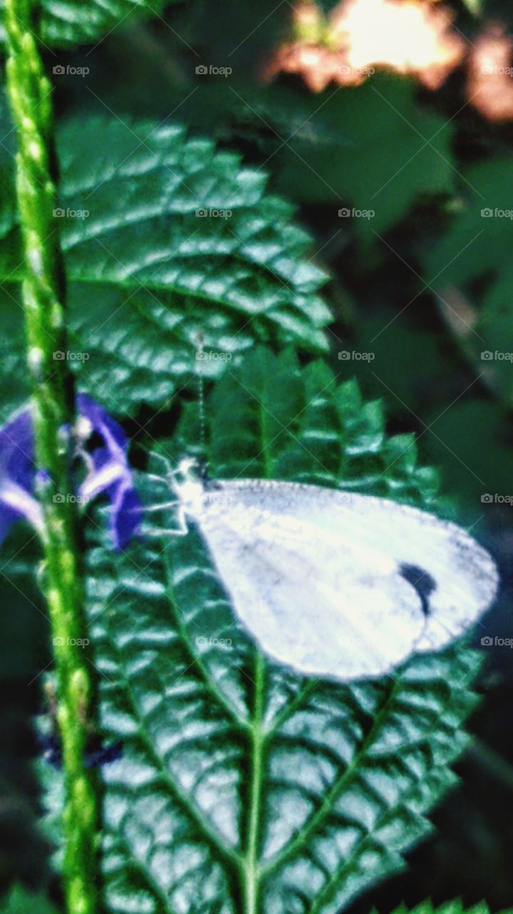 The white butterfly on the head has black tufts,dear blur