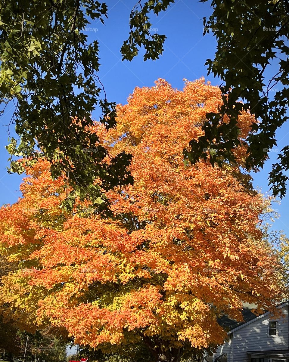 Autumn Orange