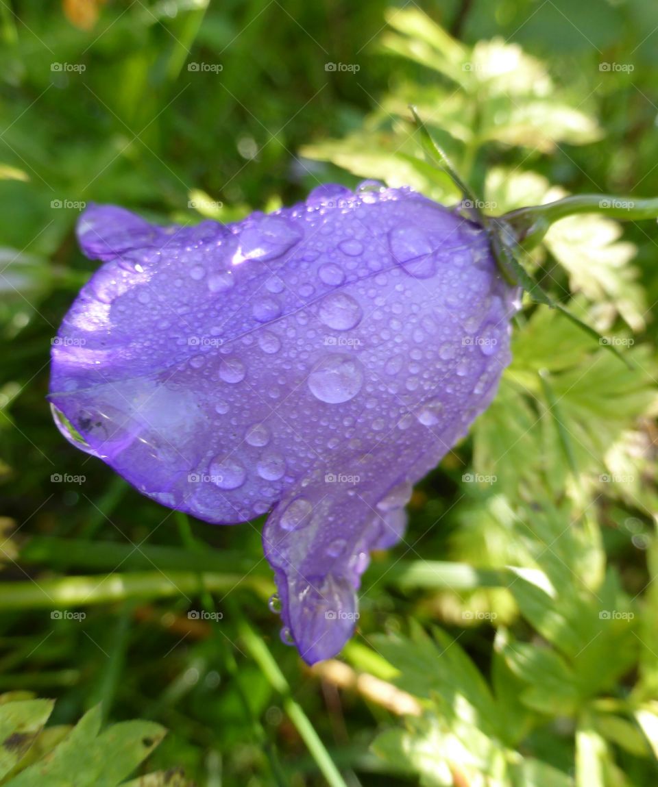 purple bluebell