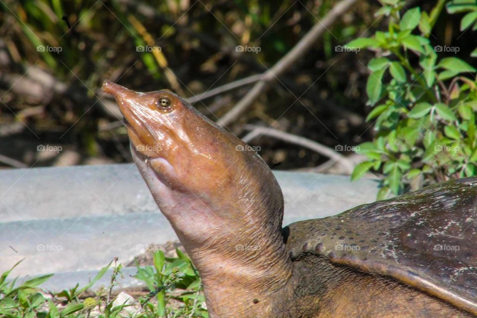 Soft shell turtle sun bathing 