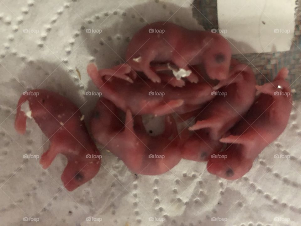 Baby mice just been born 