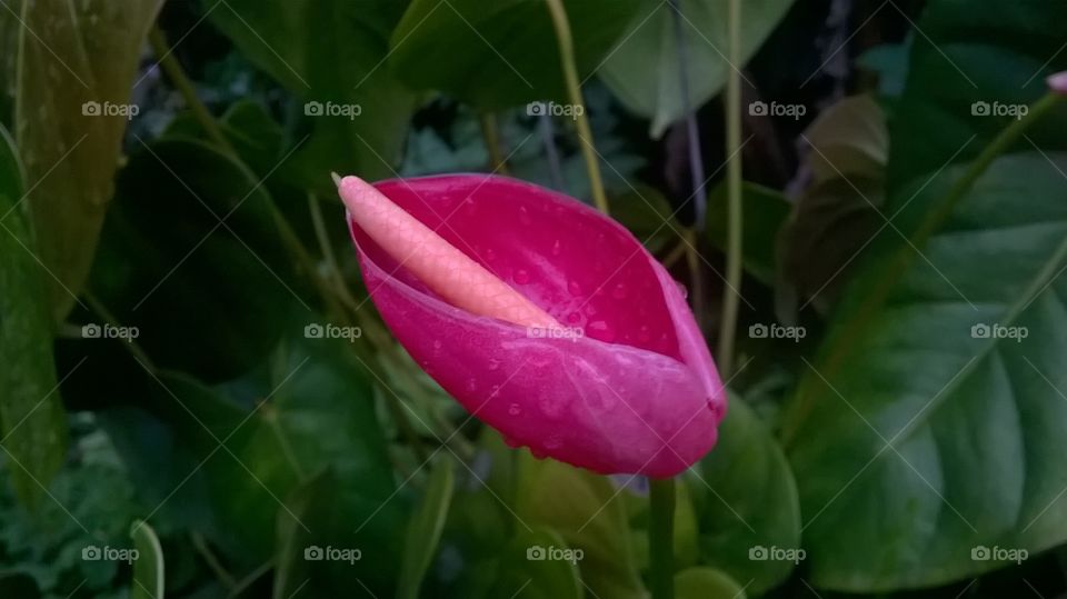 Anthurium flower