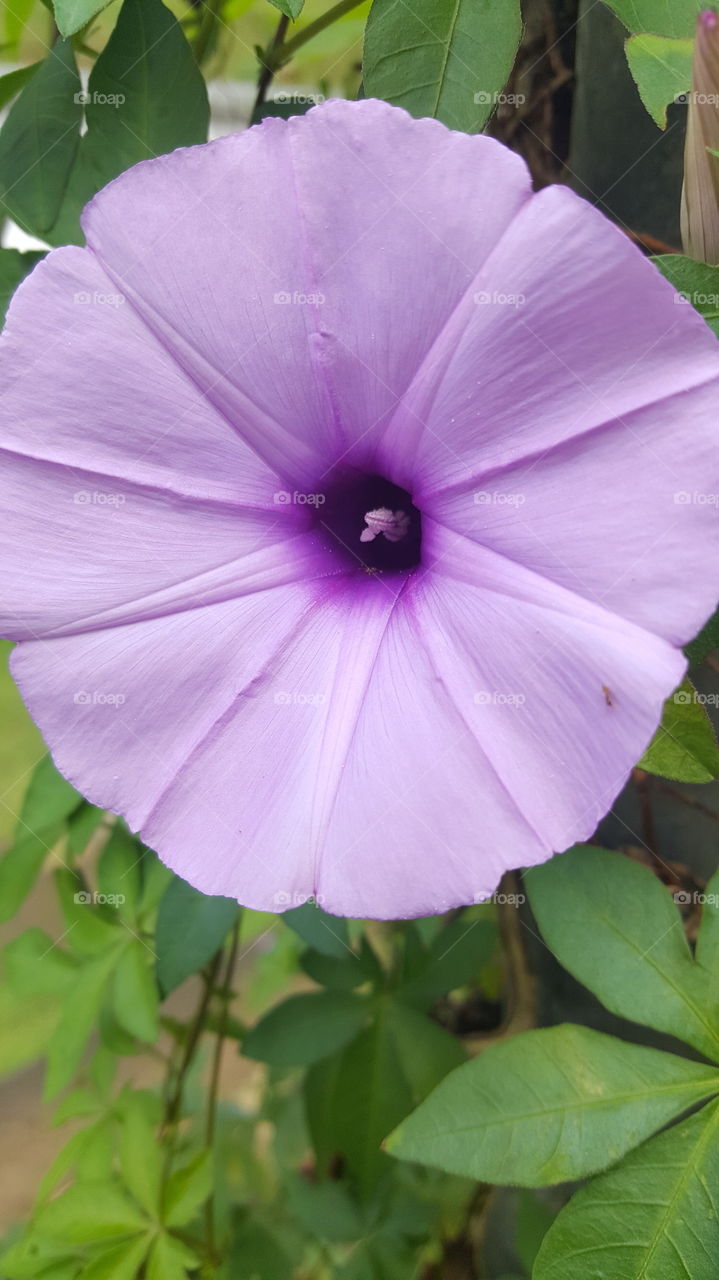 this type of flower caught my eyes because of its lovely color and i also notice there is an ant wondering around it.