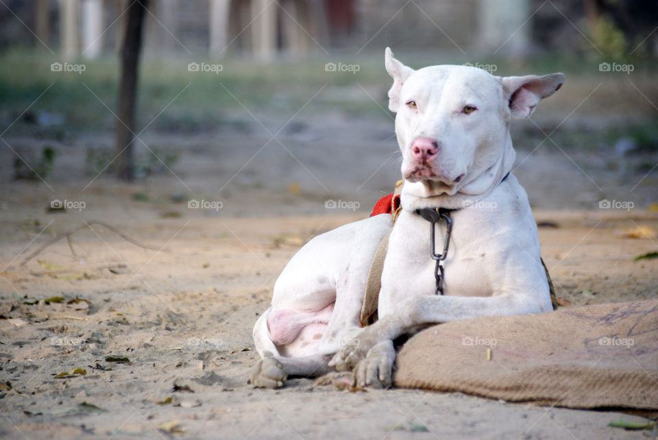 Rocky the pitt bull - handsome and always aware and protective of his surroundings.
