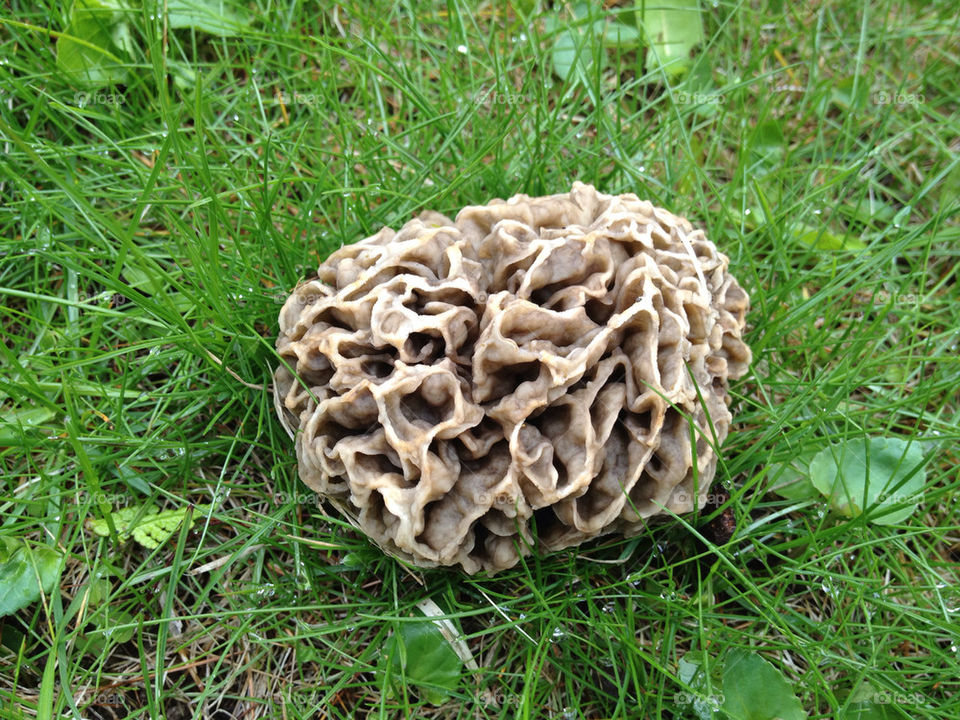 green pretty macro closeup by somebeach