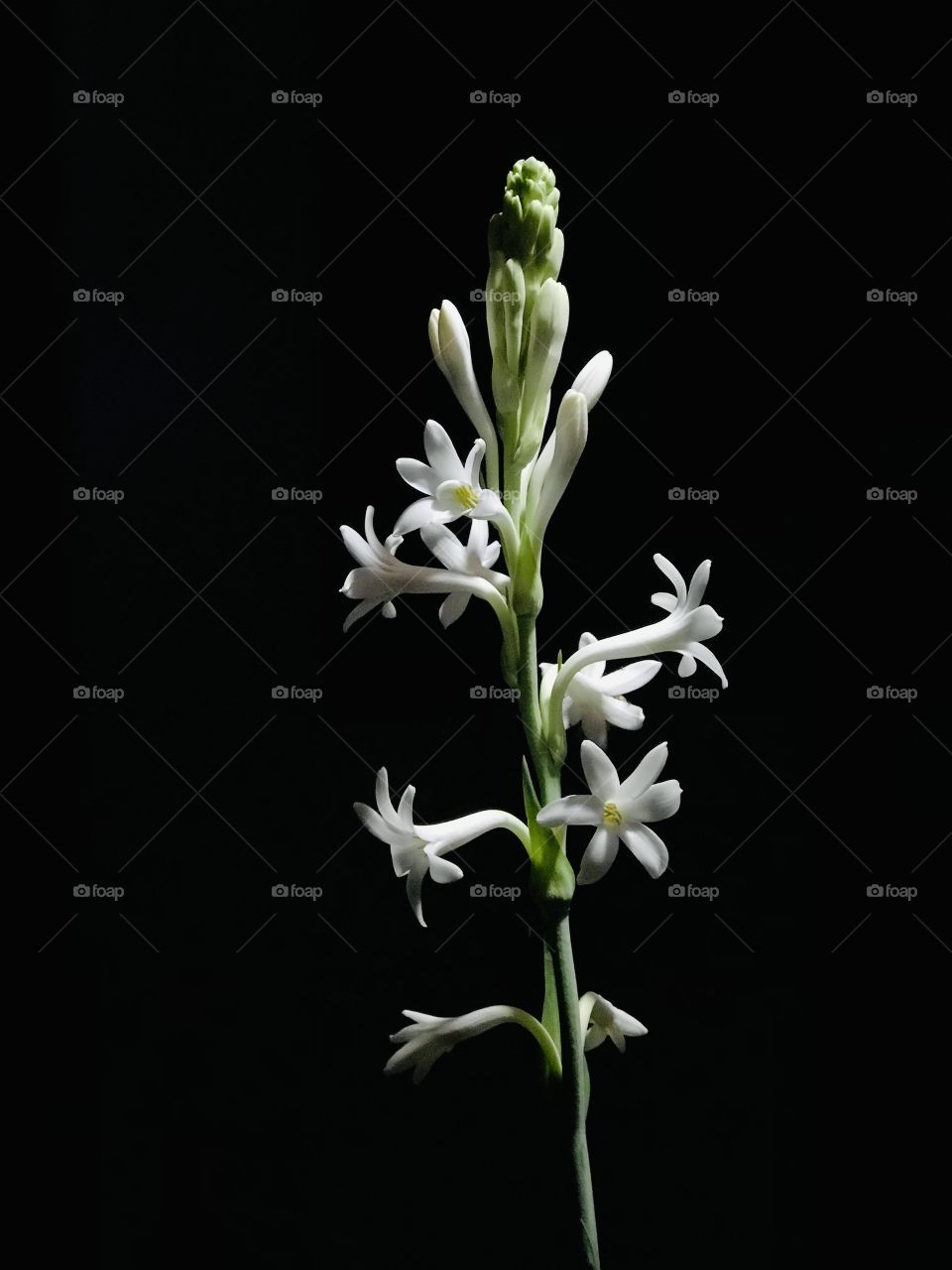 A flower does not think of competing with the flower next to it. It just blooms...😍