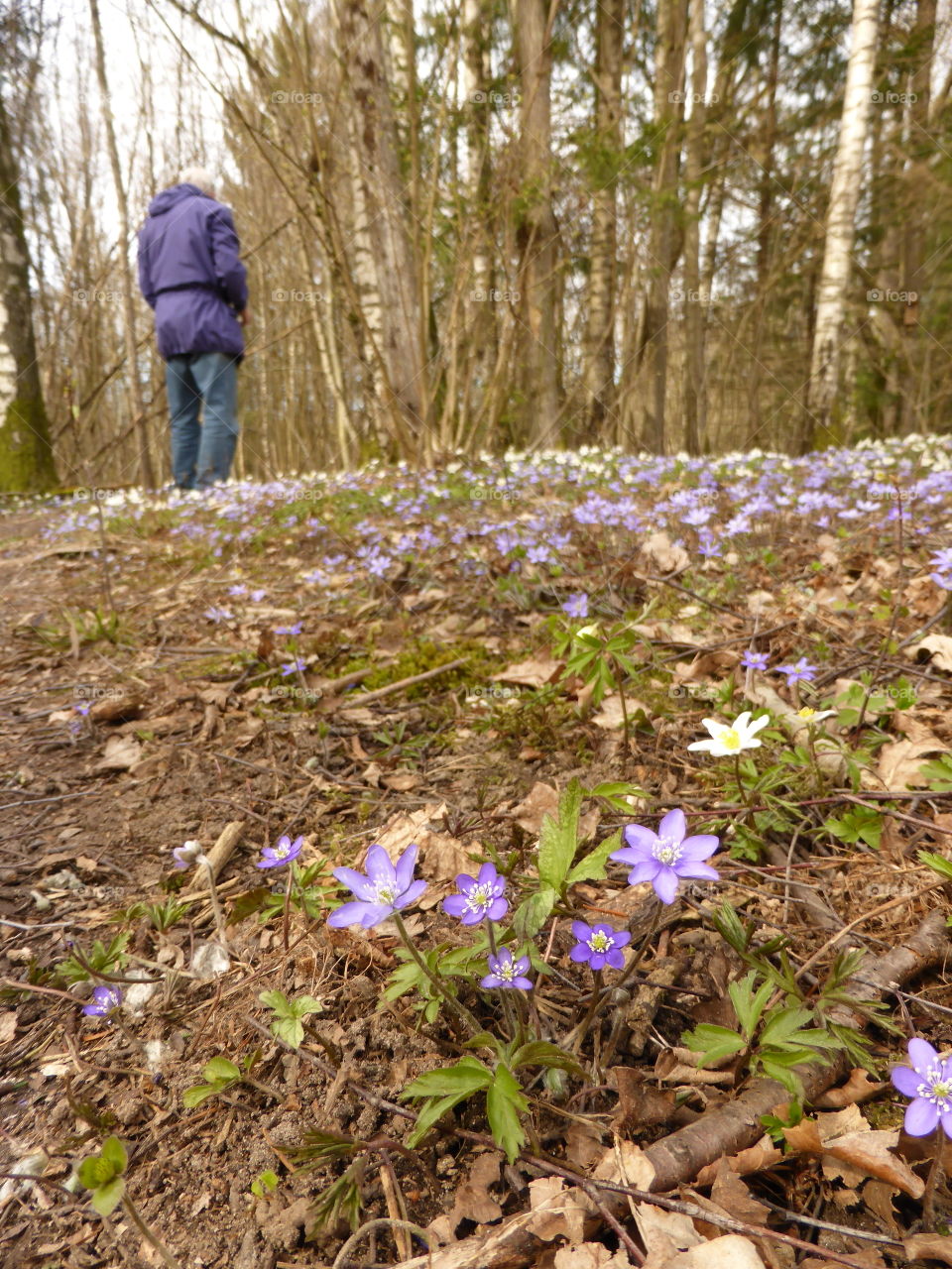 Hepatica