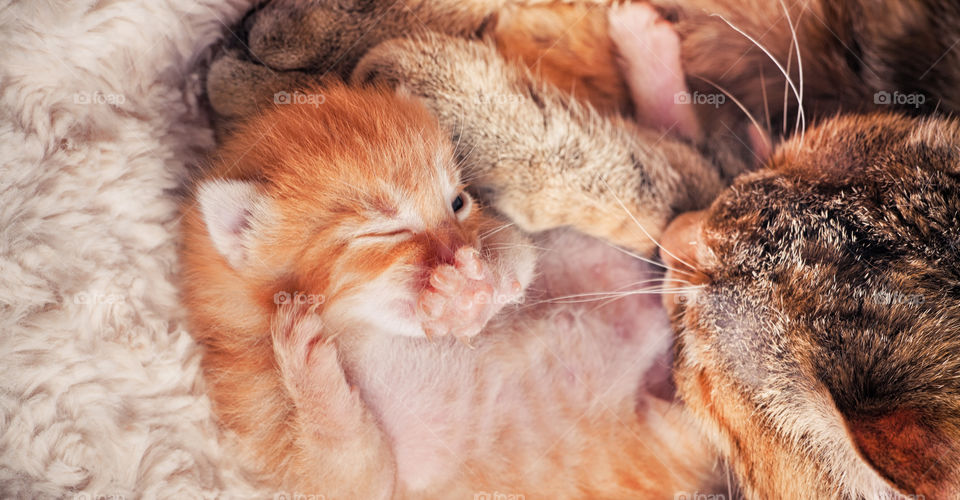 Newborn red tabby kitten with his mother cat