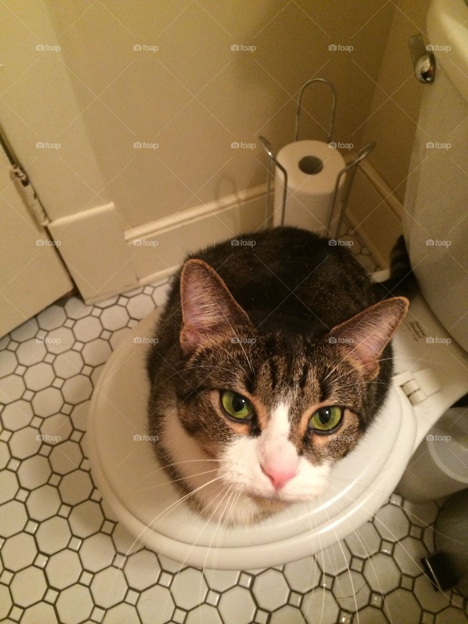 Close up cat. Tabby cat sitting on toilet waiting for post-shower cuddles