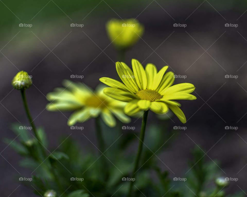 Yellow ‘Margarita’ Daisy Osteospermum