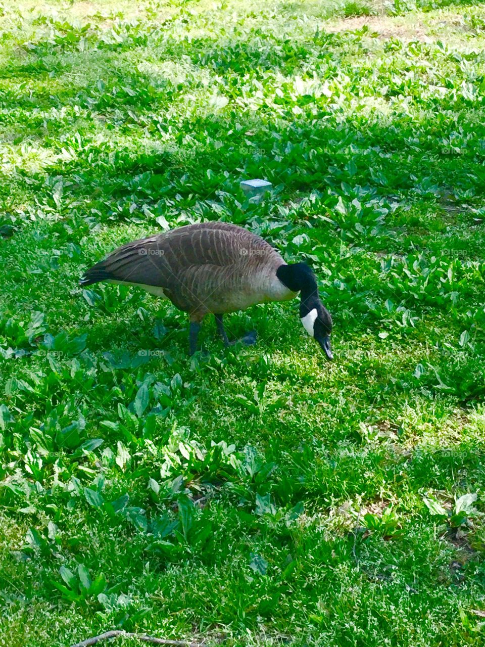 Pretty geese in the park   