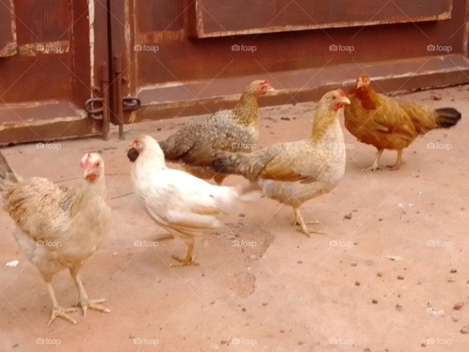 Poultry animals looking good today