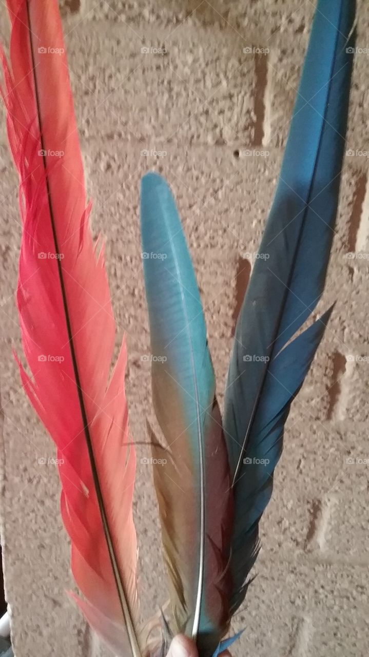 feathers