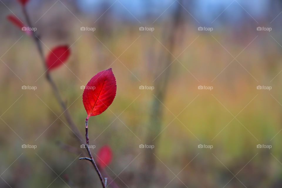 red leaf on a black rowan branch