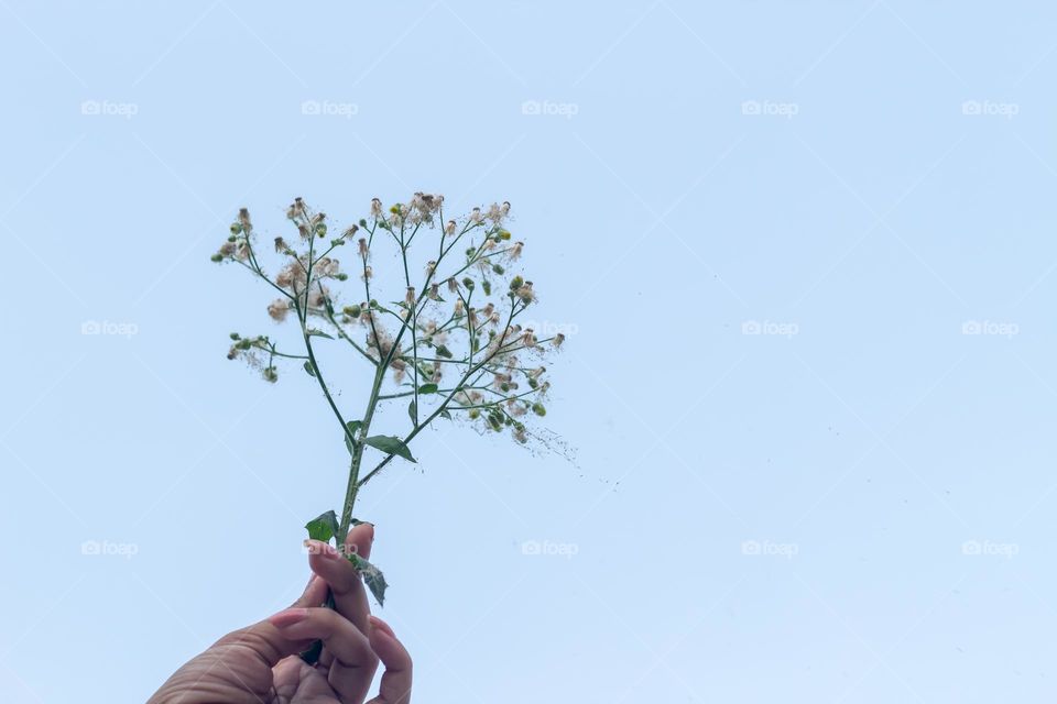 Beautiful Dandelion