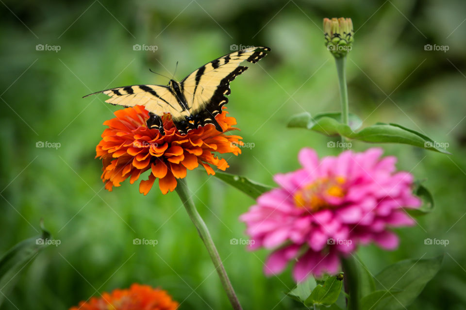 Flowers, gardening, nature,butterflies 
