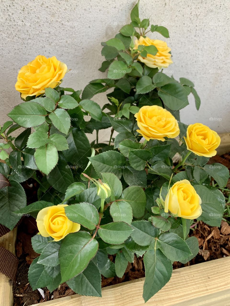 Yellow roses from my garden 