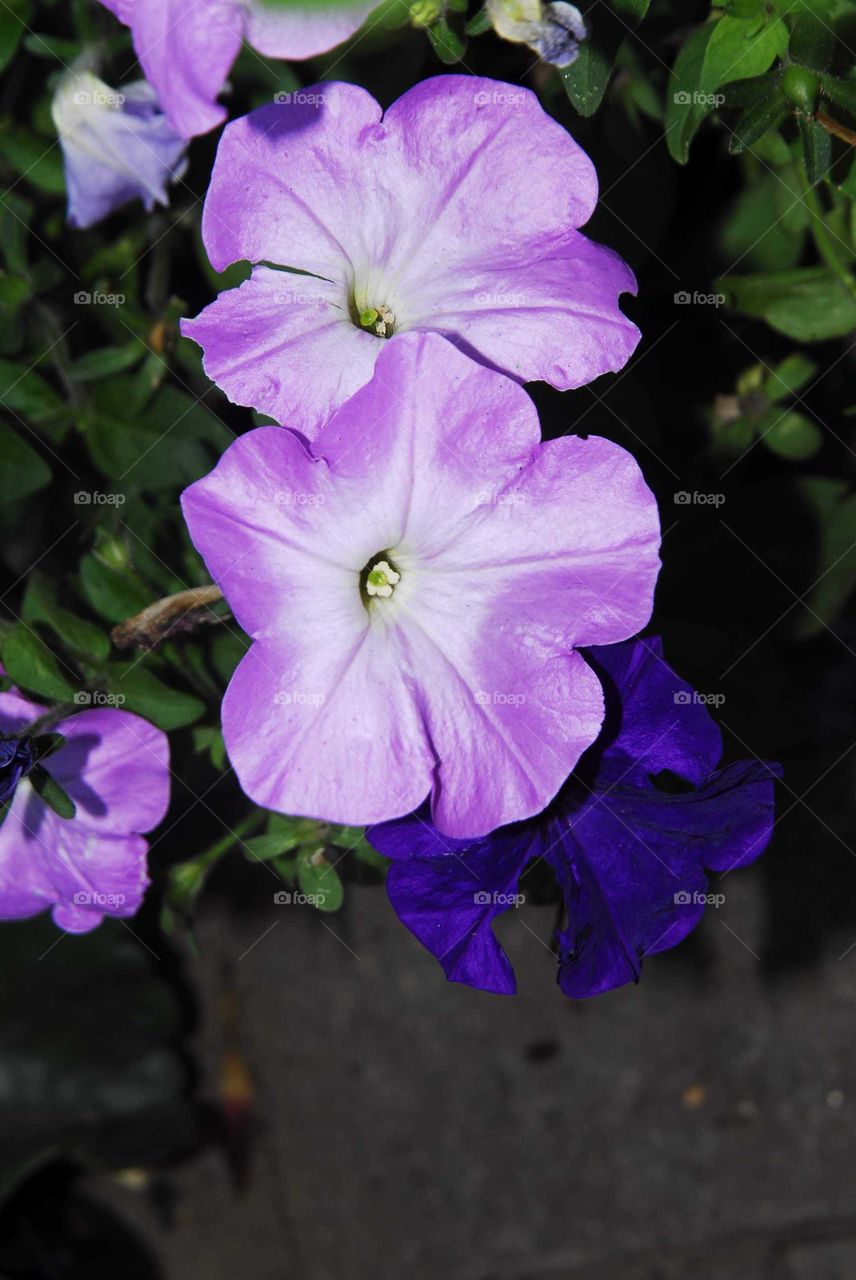 lovely colorful purple flowers in the garden