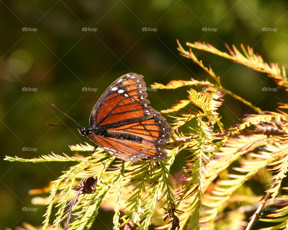 Beautiful Viceroy butterfly. Viceroy butterfly resting on a tree branch Autumn in Florida