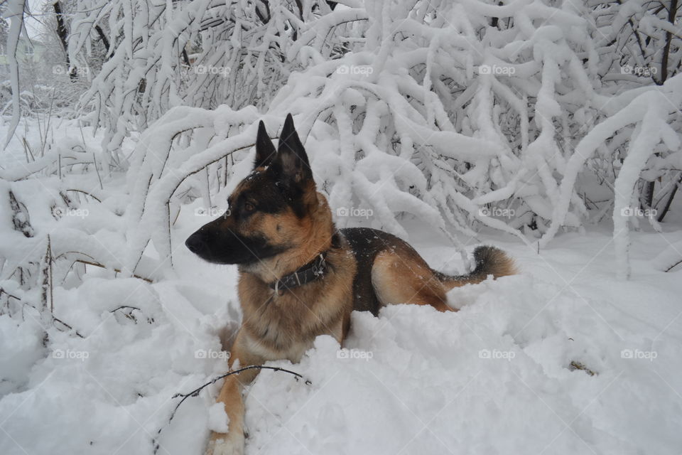 German Shepherd in Winter Wonderland