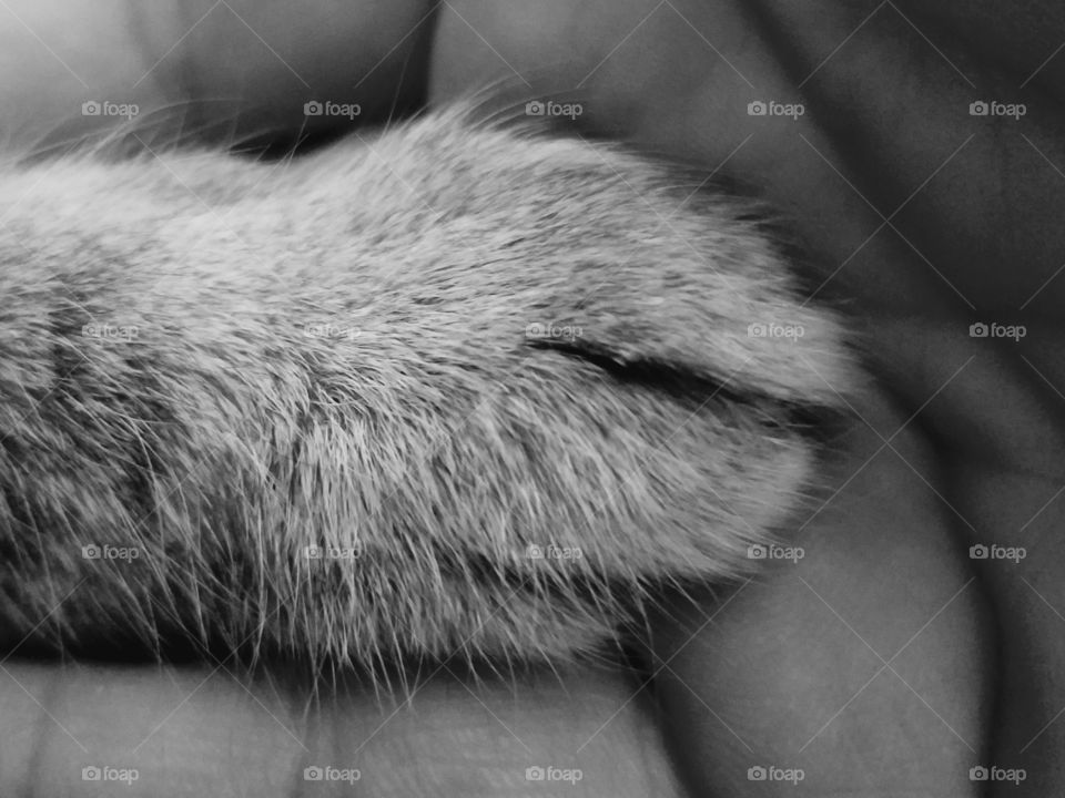 cat paw