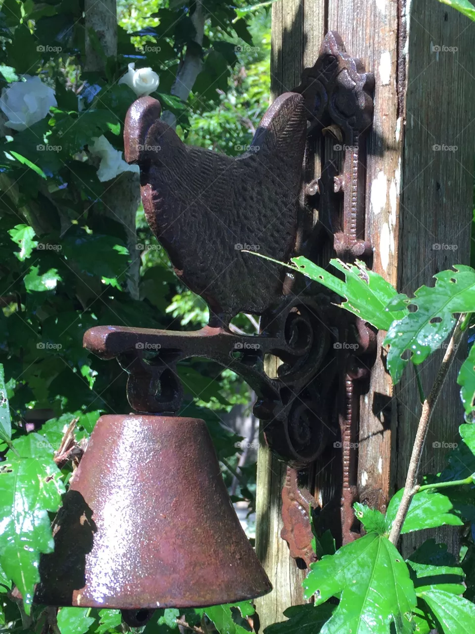 Country life 