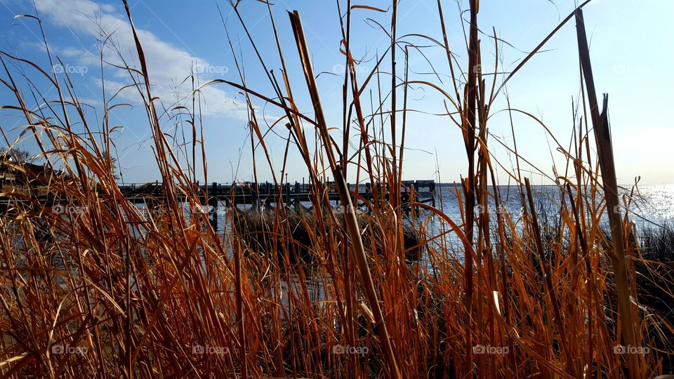 A pier is visible through the tall grass.