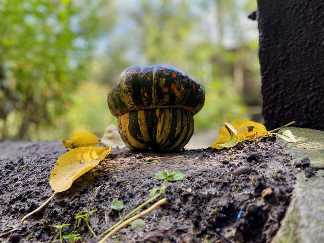 Pumpkin 