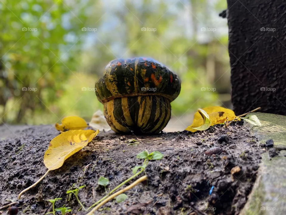 Pumpkin 
