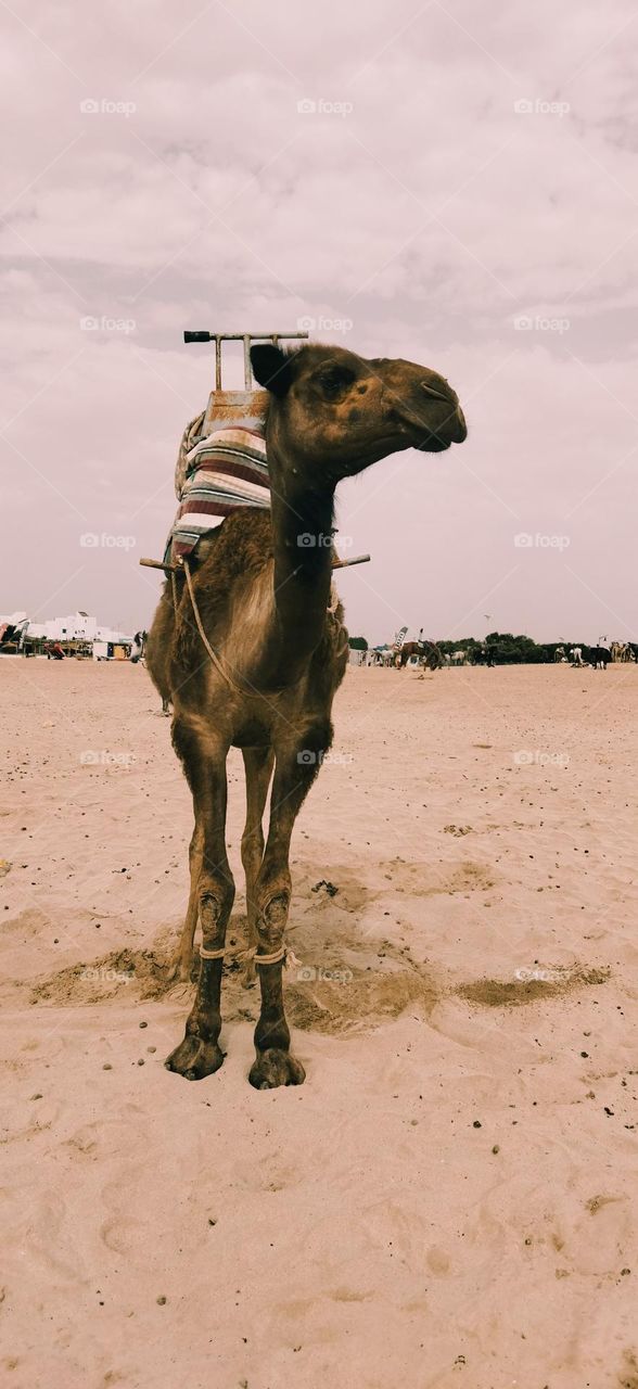 beautiful and gigantesque camel standing and looking at camera.