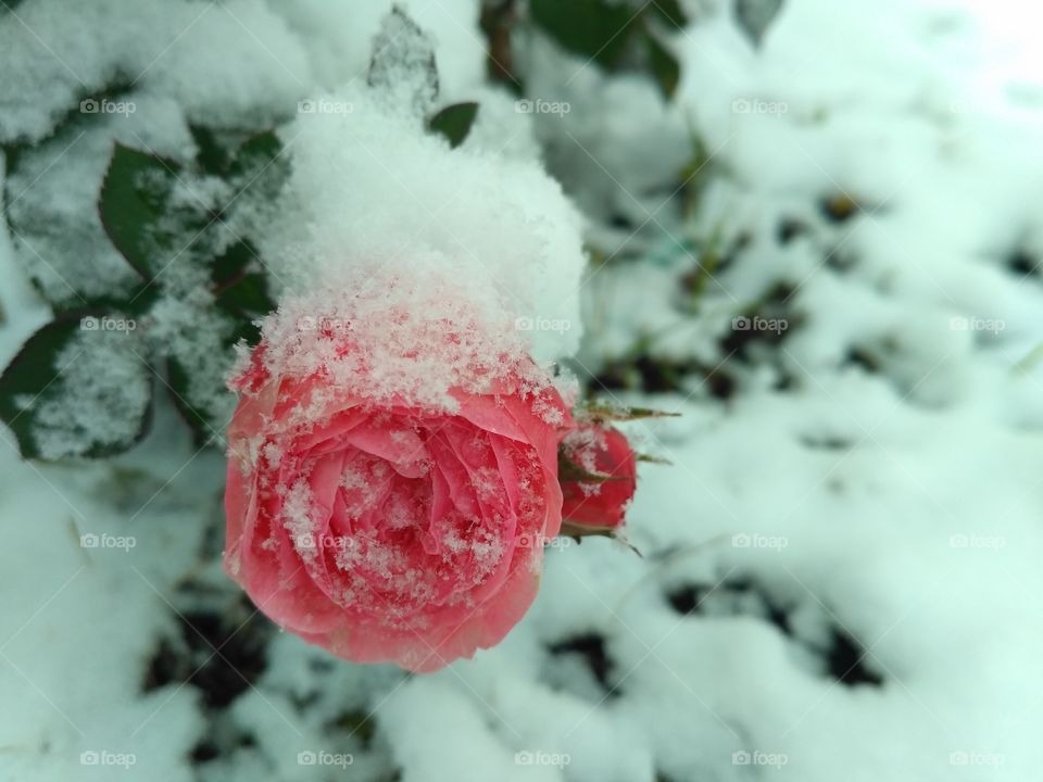 Winter & rose